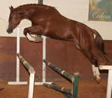 Haras e Hípicas em Arapiraca